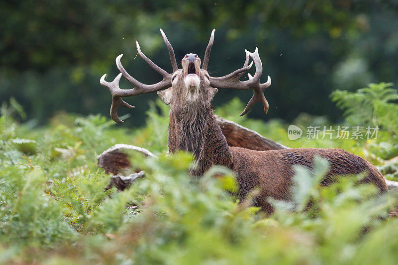 红鹿(Cervus elaphus)